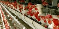 تنظیم بازار مرغ و تخم مرغ بعد از وقفه یک ساله