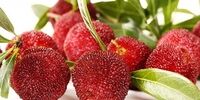 عجیب ترین میوه های دنیا که تا به حال اسم آنها را هم نشنیده ایم 