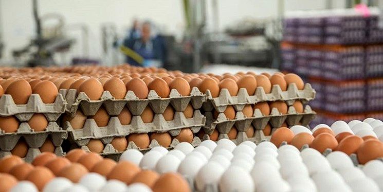 تولید تخم‌مرغ در این استان افزایش می‌یابد