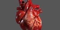 آیا قلب هم به سرطان مبتلا می‌شود؟

