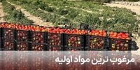 کیفیت سبزی خشک ایرانی در مسیر رقابت با برندهای جهانی