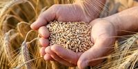 قیمت گندم در مناطق مختلف متفاوت است