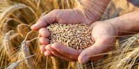 ایران به صادرکننده گندم تبدیل می‌شود
