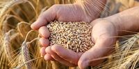 فرمول برد-برد خرید محصول استراتژیک/پله نجات از بحران گندم