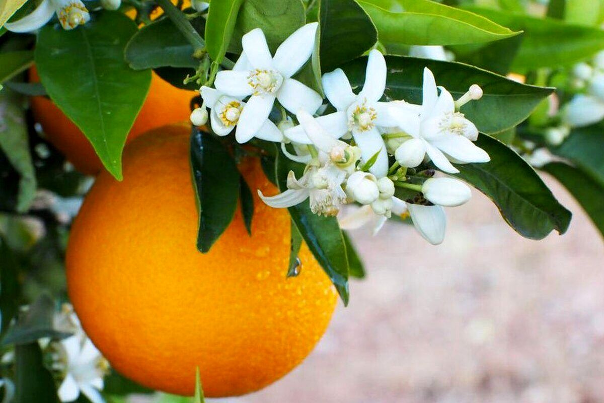 با خوردن این میوه خوشمزه پاییزی، با افسردگی خداحافظی کنید!