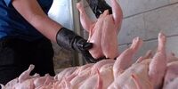 گوشت و مرغ گران می‌شوند؟ / ماجرای یک نامه هشدارآمیز به رئیسی