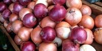 پیاز هنوز ارزان نشده است