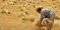میزان خرید تضمینی گندم اعلام شد