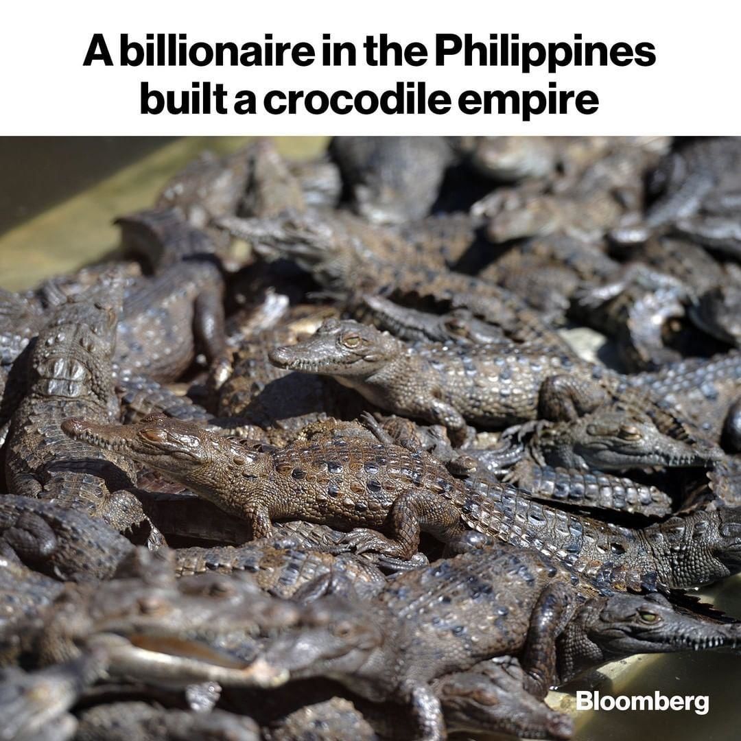 سرمایه‌گذاری عجیب میلیاردر فیلیپینی روی پرورش تمساح