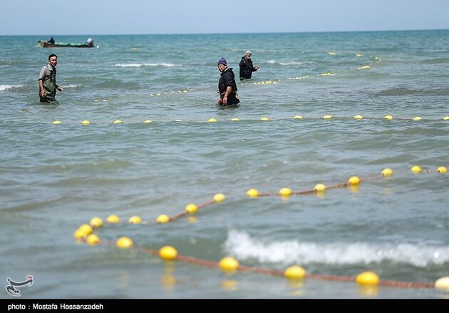 پایان فصل صید ماهی در میانکاله