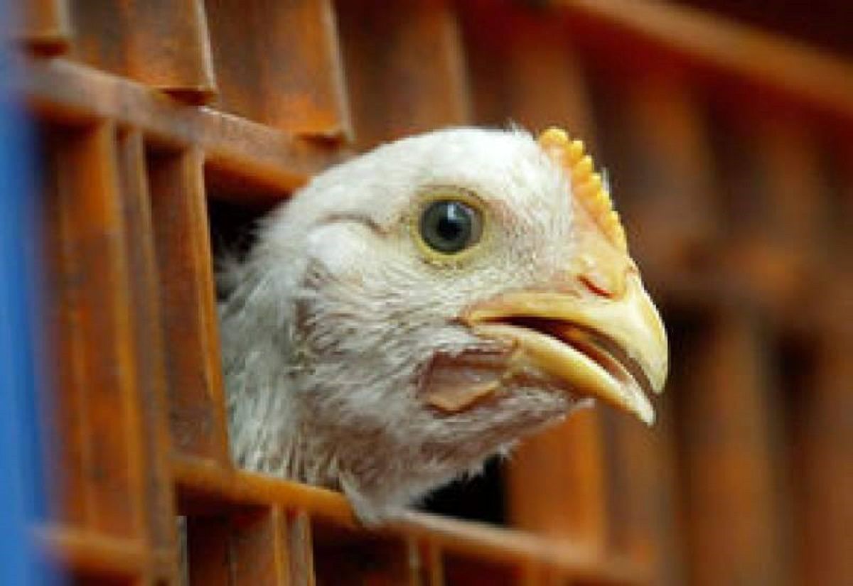 ابتکار عجیب لرستانی‌ها برای نظارت بر توزیع مرغ 