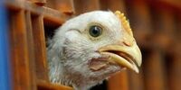 ابتکار عجیب لرستانی‌ها برای نظارت بر توزیع مرغ 