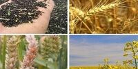 شورای ۱۰ نفره مسئول تعیین نرخ خرید تضمینی محصولات کشاورزی شدند+ جزئیات