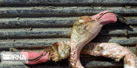 تصاویر| مرگ دردناک پرندگان میانکاله