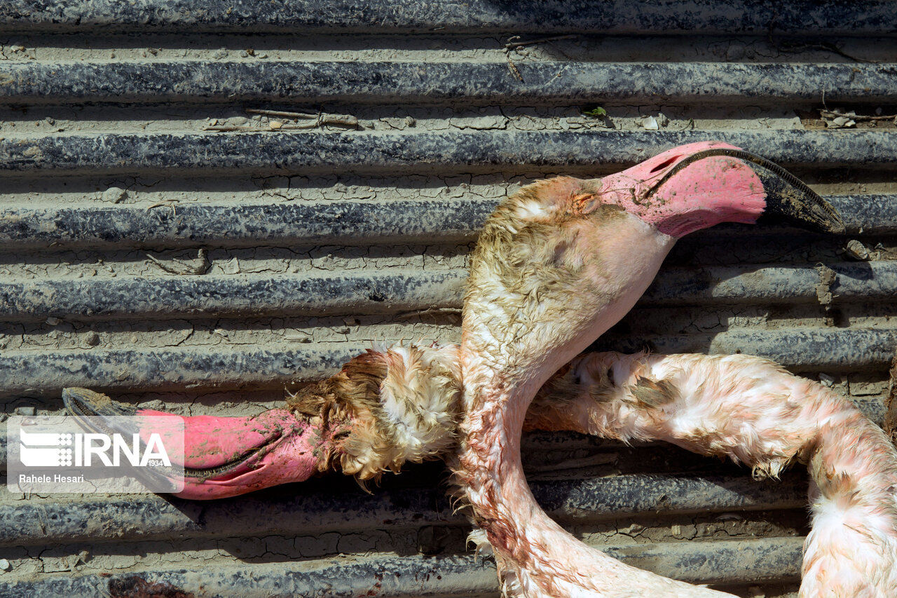 تصاویر| مرگ دردناک پرندگان میانکاله