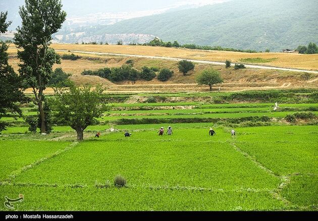نشا برنج در گلستان