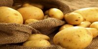قیمت سیب زمینی تنظیم بازاری اعلام شد/ گران‌تر نخرید
