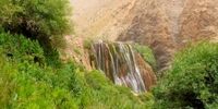 معجزه دم کرده این گیاه برای رفع مشکلات معده و روده