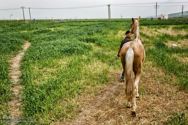 پرورش اسب روستای صوفیان