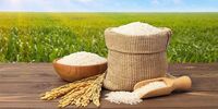 برنج مرغوب در استان های شمالی با چه قیمتی به فروش می رسد؟