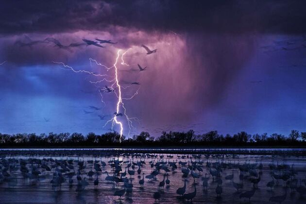 WildLife 1