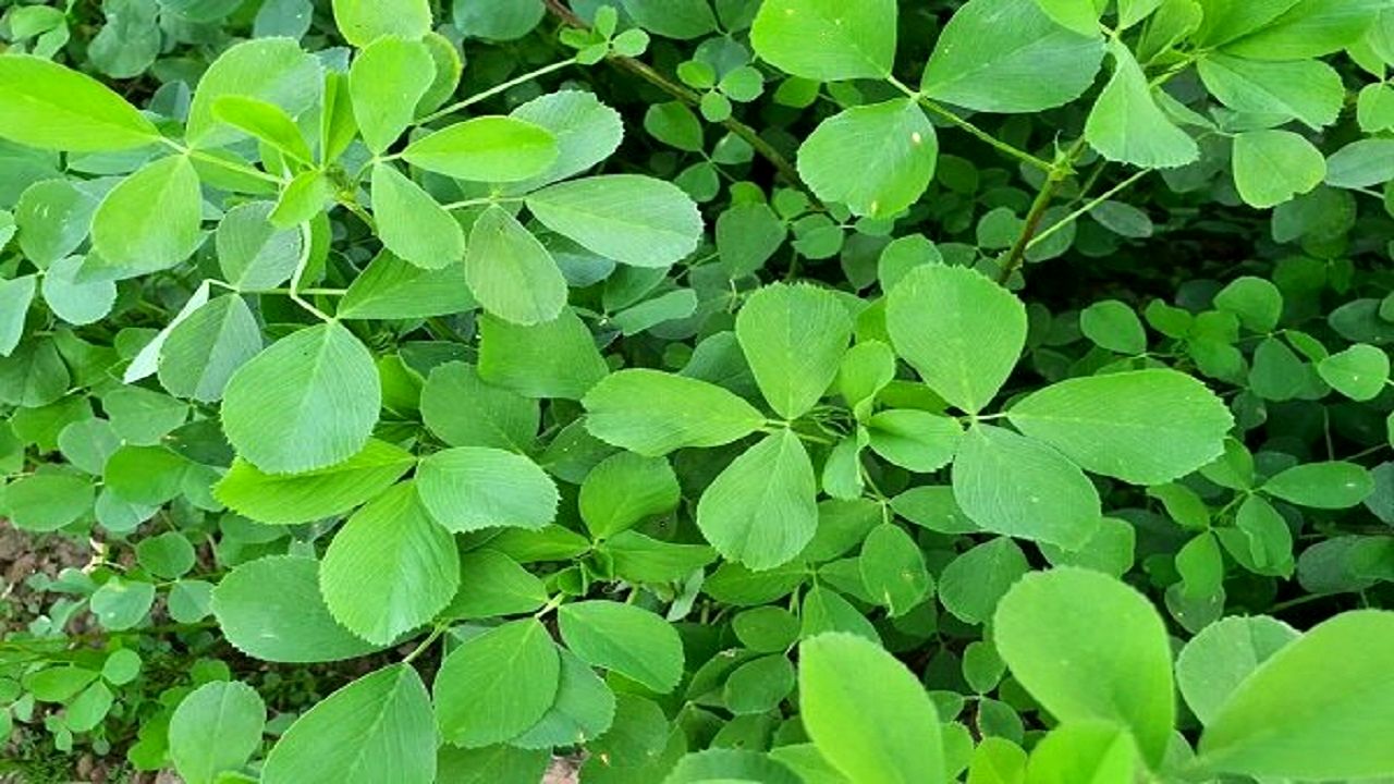 جوانه این گیاه برای لاغری معجزه می کند / جایگزین قرص های ویتامین را بشناسید