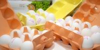 صادرات تخم مرغ متوقف است