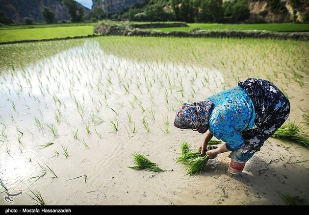 نشا برنج در گلستان