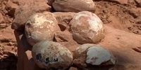 لانه دایناسور با تخم های 60 میلیون ساله کشف شد+عکس