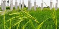 تغییر کاربری اراضی کشاورزی ممنوع شد+ جزئیات
