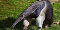 این مورچه خوار عجیب دوسر دارد! + فیلم
