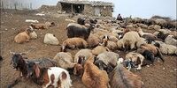 طاعون نشخوارکنندگان برای انسان خطرناک است؟