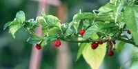 بعد از خوردن این فلفل مرگ به سراغتان می آید+ عکس