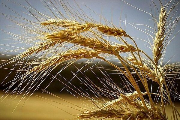 دولت از کشاورزان چقدر گندم خرید