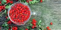 درمان فوری عفونت ریه با این میوه قرمز رنگ پاییزی