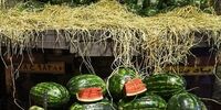 افشای عامل اصلی برگشت خوردن هندوانه صادراتی ایران به ترکیه
