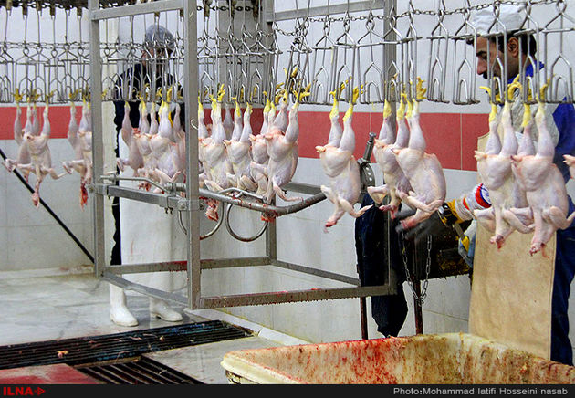 کشتارگاه مرغ در سنندج