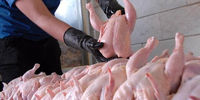 خوراندن تریاک برای وزن گیری مرغ گوشتی صحت دارد؟
