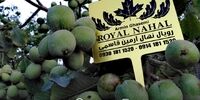 مهم ترین تفاوت های فرنور و چندلر که تا به حال نمی دانسته اید!