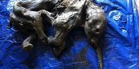 کشف جسد سالم یک بچه ماموت بعد از 30 هزار سال! +عکس