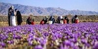 گران شدن زعفران در سال جدید/ هر کیلو بیش از ۴۱ میلیون تومان!