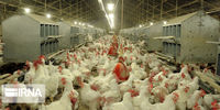 گوشت مرغ بدون هیچ محدودیتی خریداری میشود