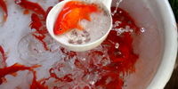 آیا خرید ماهی قرمز می‌تواند منشا آلودگی ویروس کرونا باشد؟