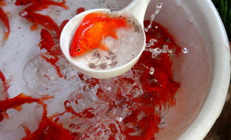 آیا خرید ماهی قرمز می‌تواند منشا آلودگی ویروس کرونا باشد؟