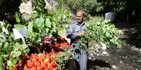 خواص ضد سرطان  توت‌فرنگی

