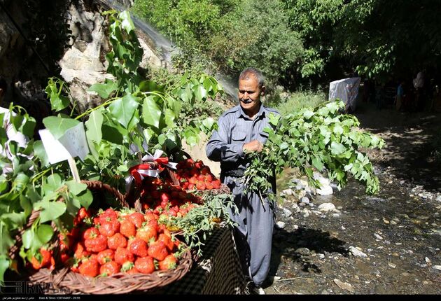 جشنواره توت فرنگی روستای شیان