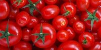 قیمت گوجه فرنگی ریخت