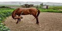 گزارش تصویری پرورش اسب در روستای صوفیان