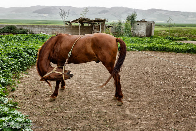 پرورش اسب روستای صوفیان