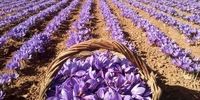 زنگ خطر در بازار زعفران ایران به صدا در آمد